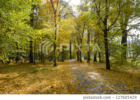 Autumn park with a walking path illuminated sun 127685429