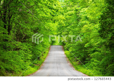A road through the forest (Okuhida Onsen Village, Nabehira Plateau) 127685443