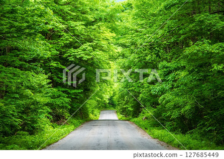 森林之路（奧飛驒溫泉鄉、鍋平高原） 127685449