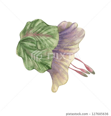 Bud, flower of a climbing kobei plant in purple green lilac shades. The flower is hand-painted in watercolor on a white background in a botanical style. For packaging, postcards, invitations, wedding 127685636