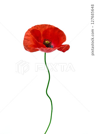 Vibrant Red Poppy Flower Isolated on White. For remembrance day 127685648