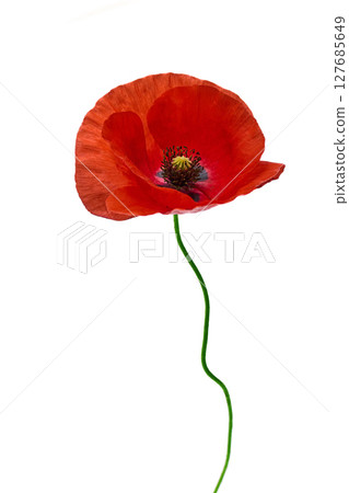 Vibrant Red Poppy Flower Isolated on White. For remembrance day 127685649