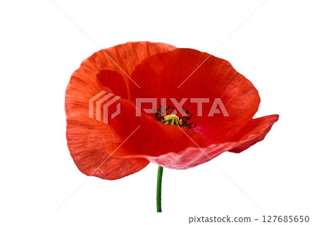 Vibrant Red Poppy Flower Isolated on White. For remembrance day 127685650