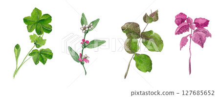 Set of field and garden plants. Flower border. Watercolor illustration. The set is ideal for posters, fabric design, wallpaper, tableware and other products Set of field and garden plants. Flower border. Watercolor illustration. The set is ideal for posters, fabric design, wallpaper, tableware and other products 127685652