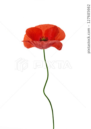 Vibrant Red Poppy Flower Isolated on White. For remembrance day Vibrant Red Poppy Flower Isolated on White. For remembrance day 127685662
