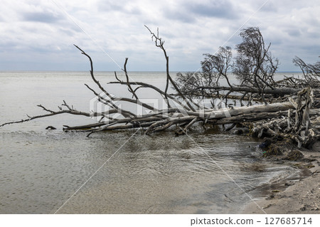 Storm battered Baltic Sea coastline with fallen trees illustrating dramatic coastal erosion Storm battered Baltic Sea coastline with fallen trees illustrating dramatic coastal erosion 127685714