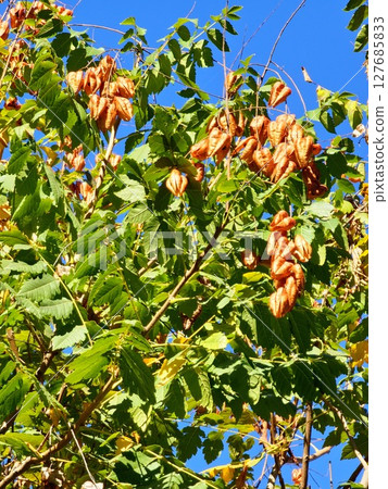 Close-up of seed pods on Koelreuteria paniculata tree in autumn, with a green leaves and brown hanging seeds against blue sky Close-up of seed pods on Koelreuteria paniculata tree in autumn, with a green leaves and brown hanging seeds against blue sky 127685833