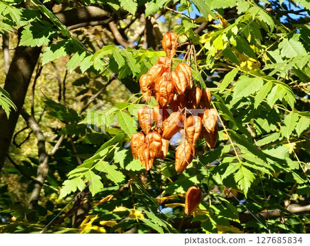 Koelreuteria paniculata seeds close-up of brown seeds and green leaves. Selective focus. Native to East Asia. Golden shower, pride of India, Chinese tree and lacquer tree. 127685834
