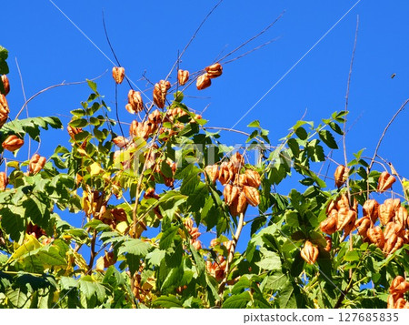 Close-up of seed pods on Koelreuteria paniculata tree in autumn, with green leaves and brown hanging seeds against blue sky 127685835