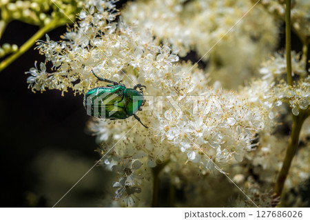 Cetonia aurata on the ground elder.  127686026