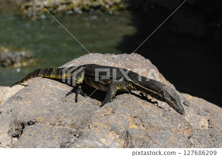 Asian water monitor lizard walking on rocky land in front of blurred water pond background in Bali, Indonesia 127686209