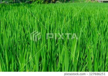 Background surface of green rice field in rice terraces in Bali 127686251