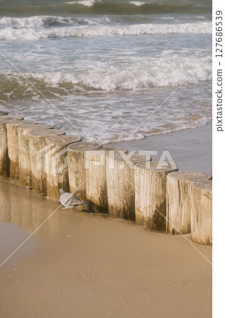 row of logs on beach. pier made of wooden beams on sand.  127686539
