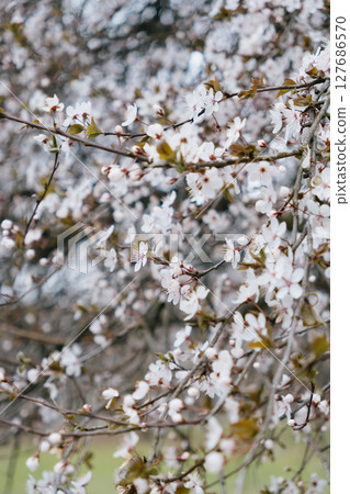 tree with white cherry or cherry blossoms. flowers are in full bloom. 127686570