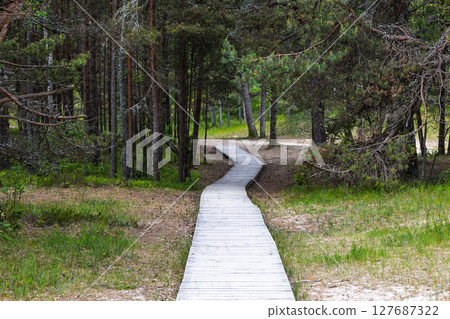Wooden Pathway Through Dense Pine Forest, Peaceful Nature Trail 127687322