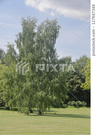 Summer in the landscape park Kolomenskoye in the district, Moscow, August 2022. Summer in the landscape park Kolomenskoye in the district, Moscow, August 2022. 127687388