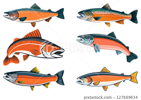 Illustration of a jumping atlantic salmon fish (Salmo salar) Leaping Salmon isolated on white background set 127689634