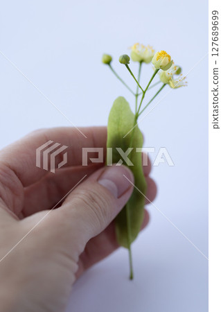 Womans hand holding linden flowers. Closeup, selective focus. 127689699