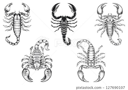Aggressive Dangerous black and white Scorpion, Predatory animal in a danger pose, scorpion with its tail raised, showcasing its stinger, set 127690107