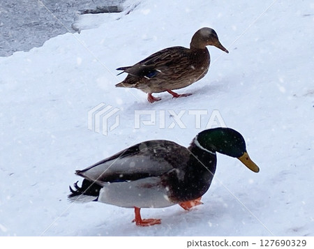 Ducks Walking Gracefully on the Snowy Ground in a Beautiful Winter Wonderland Scene 127690329