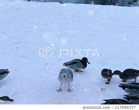 Ducks happily waddling in a serene snowy landscape, showcasing natures beautiful winter wonder 127690357