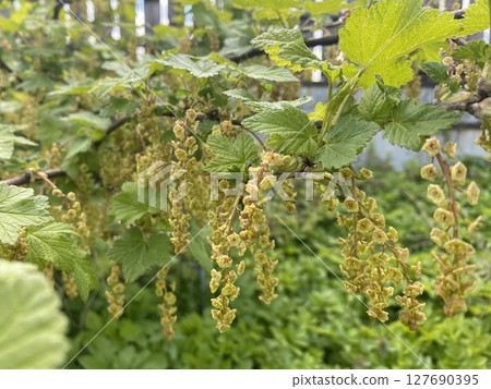 The Vibrant Hops on the Vine During the Beautiful Bloom Season Creates a Lively Scene 127690395