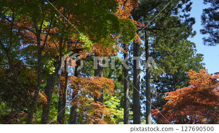 Mount Koya (Japan, nature, mountain, greenery) 127690500