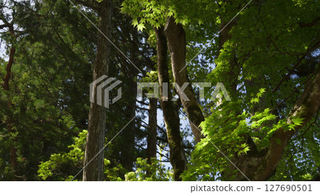 高野山（日本、自然、山脈、綠地） 127690501