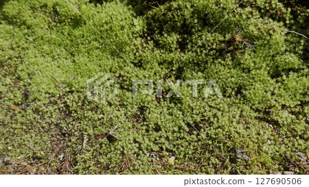 Mount Koya (Japan, nature, mountain, greenery) Mount Koya (Japan, nature, mountain, greenery) 127690506