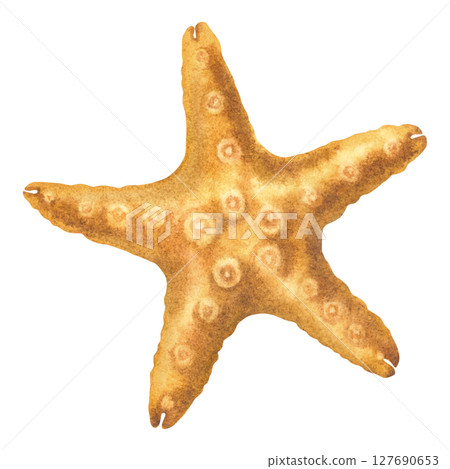 Vintage starfish. Hand drawn watercolor illustration of sea star in pastel orange color on isolated background. Drawing of marine animal for design in nautical style. Underwater world. Vintage starfish. Hand drawn watercolor illustration of sea star in pastel orange color on isolated background. Drawing of marine animal for design in nautical style. Underwater world. 127690653