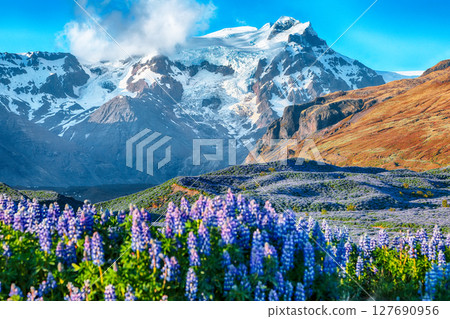 Ramarkable view of Typical Icelandic landscape with field of blooming lupine flowers next to the mountains 127690956