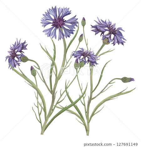 Watercolor illustration of cornflower. Hand-drawn isolated clip-art on white background. Delicate realistic images of Medicinal herbs for packaging, textiles, printing, holiday cards, wedding, menu 127691149