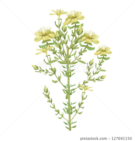 Watercolor illustration of Hypericum flowers and leaves. Hand-drawn isolated clip art on a white background. Pastel watercolor for holiday cards, wedding invitations, textiles, print design 127691150
