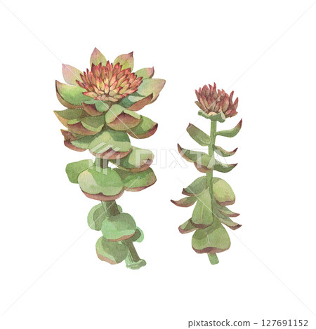 Watercolor illustration of Rhodiola rosea. Hand-drawn isolated clip-art on white background. Delicate realistic images of herbs for packaging, textiles, printing, holiday cards, wedding, menu 127691152