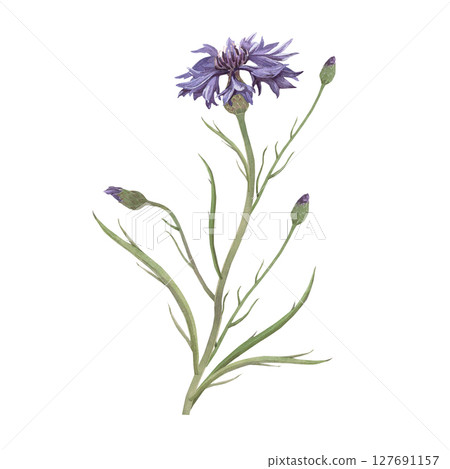 Watercolor illustration of cornflower. Hand-drawn isolated clip-art on white background. Delicate realistic images of Medicinal herbs for packaging, textiles, printing, holiday cards, wedding, menu Watercolor illustration of cornflower. Hand-drawn isolated clip-art on white background. Delicate realistic images of Medicinal herbs for packaging, textiles, printing, holiday cards, wedding, menu 127691157