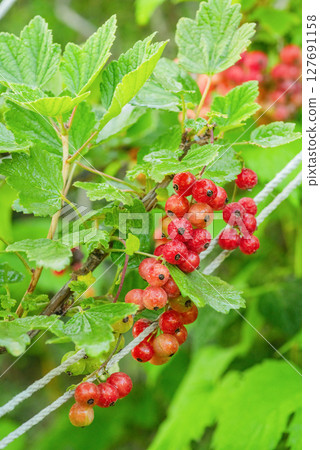 Red currant bush with water drops. Currant and green leaves. 127691158