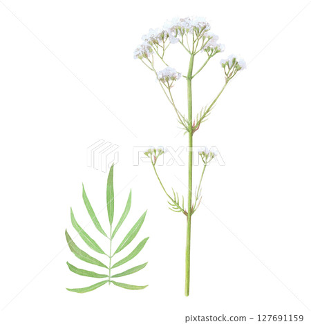 Watercolor illustration of flower valerian. Hand-drawn isolated set clip-art on white background. Delicate realistic images of herbs for packaging, textiles, printing, holiday cards, wedding, menu Watercolor illustration of flower valerian. Hand-drawn isolated set clip-art on white background. Delicate realistic images of herbs for packaging, textiles, printing, holiday cards, wedding, menu 127691159