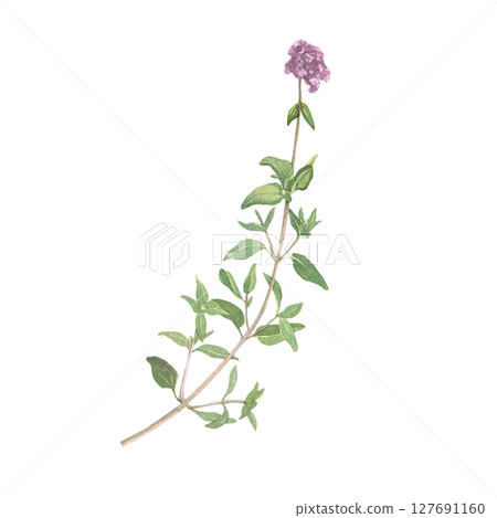 Watercolor illustration of thyme. Hand-drawn isolated clip-art on white background. Delicate realistic Medicinal images of herbs for packaging, textiles, printing, holiday cards, wedding, menu 127691160