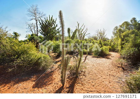 Forest with small baobab and octopus trees, bushes and grass growing on red dusty ground, strong sunbacklight 127691171