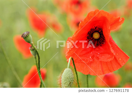 Bright red wild poppy flower head wet from rain, with blurred green field background, closeup detail Bright red wild poppy flower head wet from rain, with blurred green field background, closeup detail 127691178