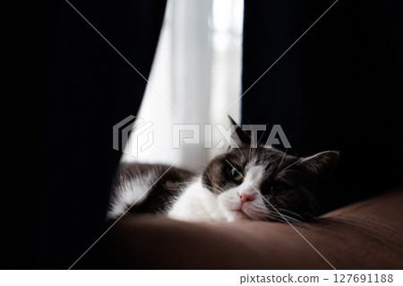 A cat resting its head on Sofa's back A cat resting its head on Sofa's back 127691188