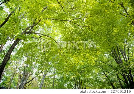 Refreshing fresh green Refreshing fresh green 127691219