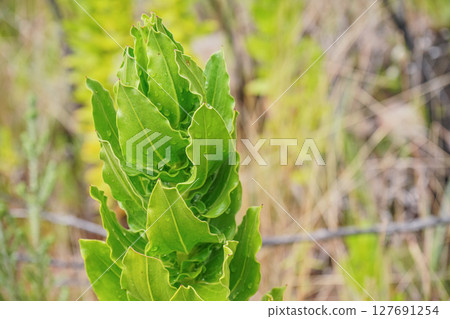 Local flora - most of it endemic to Madagascar growing in Andringitra National Park as seen during trek to peak Boby Local flora - most of it endemic to Madagascar growing in Andringitra National Park as seen during trek to peak Boby 127691254