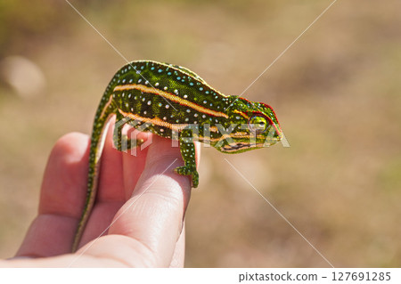 Tiny Jewelled Campan chameleon - Furcifer campani - resting on white man hand. Chameleons are endemic to Madagascar and can be seen in Andringitra National Park 127691285