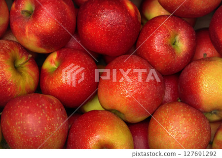 Fresh red and yellow apples with condensed drops of water displayed at food market, closeup detail Fresh red and yellow apples with condensed drops of water displayed at food market, closeup detail 127691292