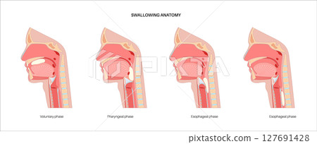 Swallowing process poster 127691428
