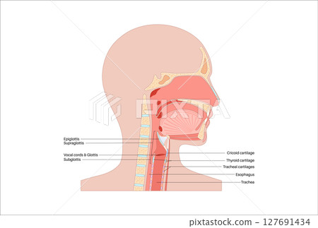 Larynx anatomy poster 127691434