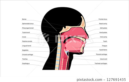Upper respiratory tract 127691435