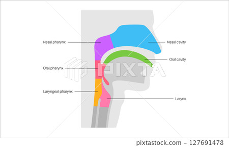 Throat anatomy poster 127691478