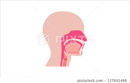 Nasal cavity anatomy Nasal cavity anatomy 127691486
